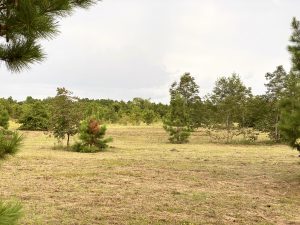 Green Trees on green grass