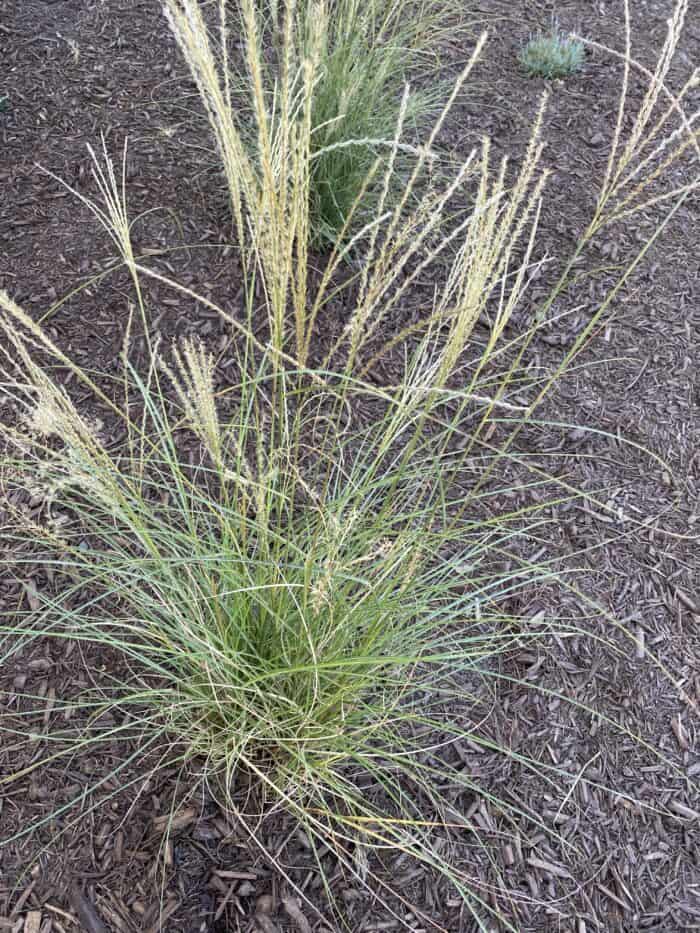 grasses for landscaping in zone 8A
