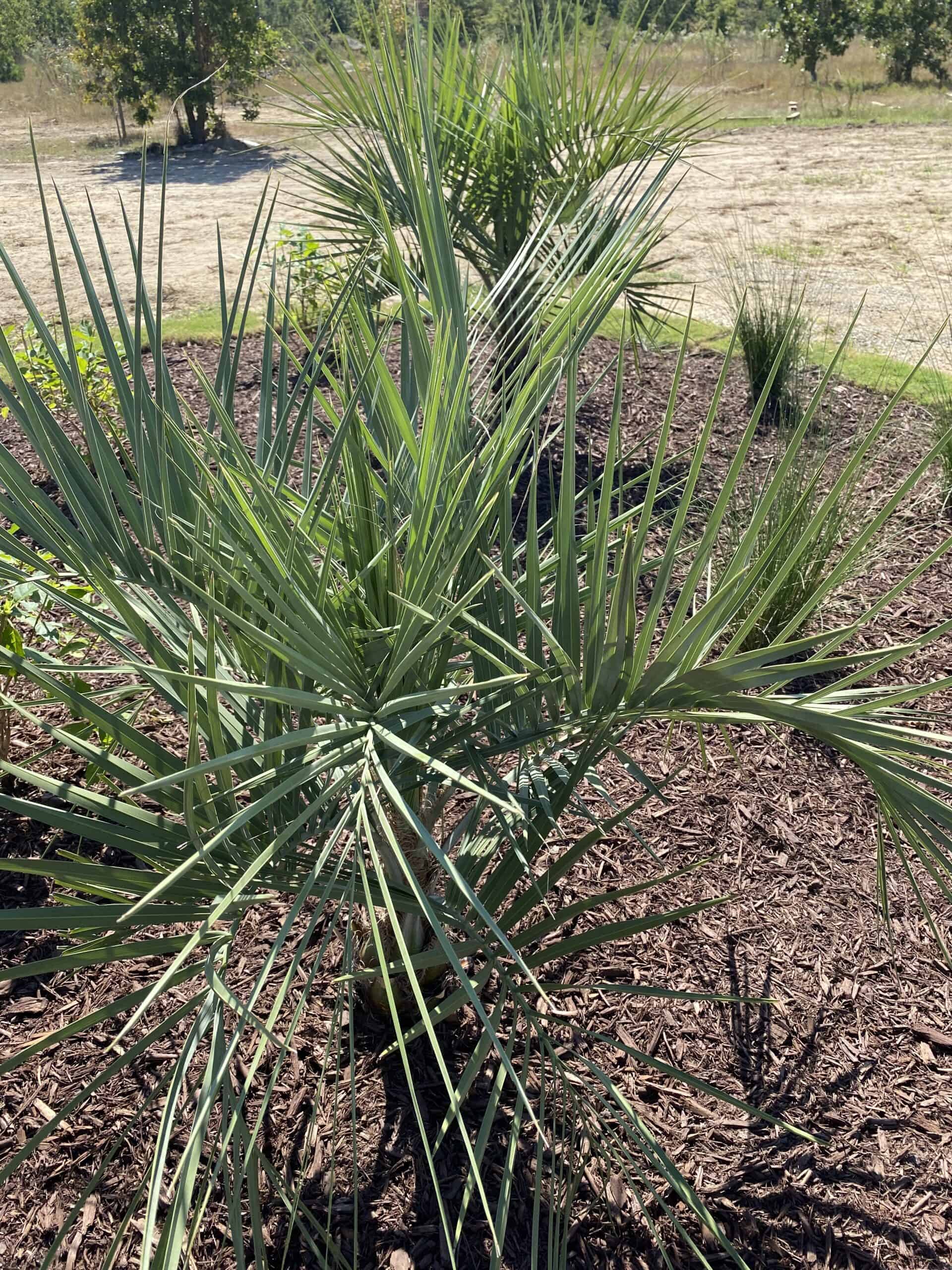 Best Plants Zone 8A My Modern White Farmhouse